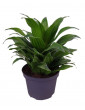 Dracaena