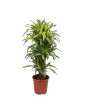 Dracaena