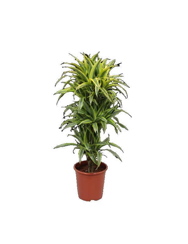 Dracaena