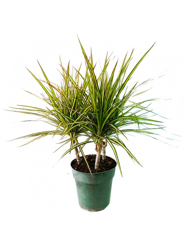 Dracaena
