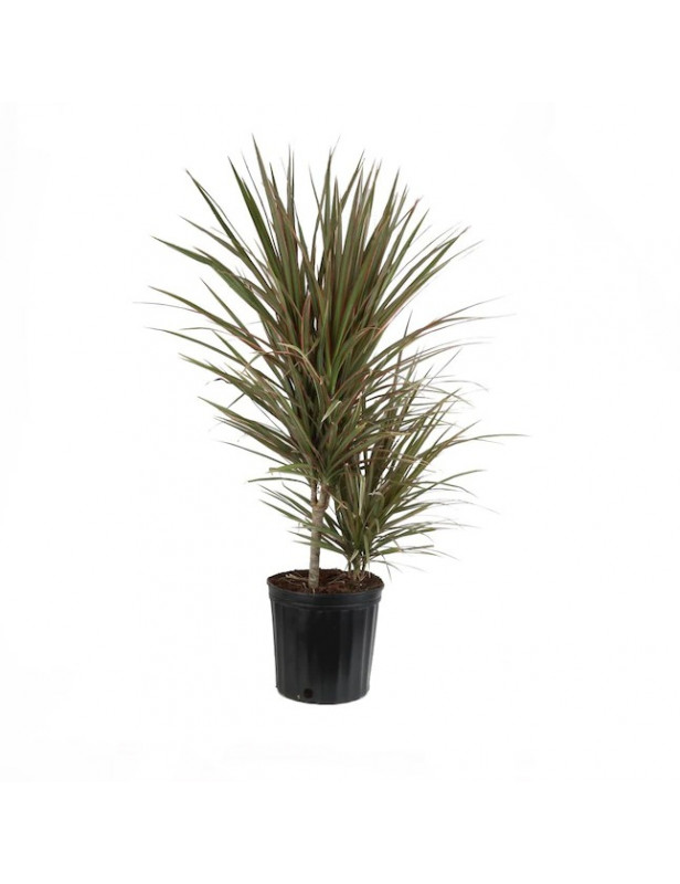 Dracaena