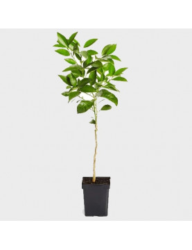 15gl Moro Blood Orange