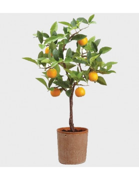 5gl Washington Navel Orange 