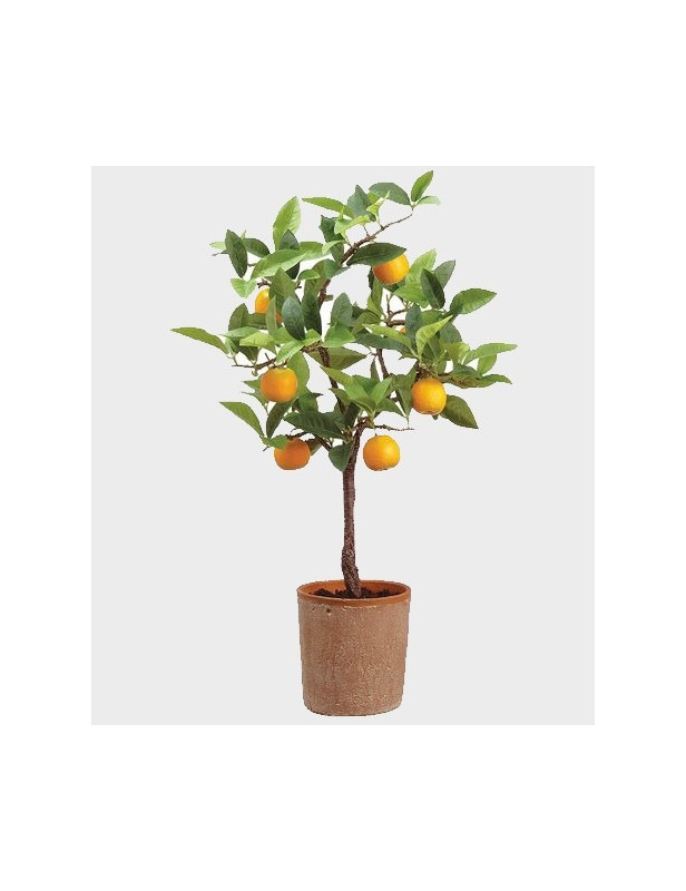 5gl Washington Navel Orange 