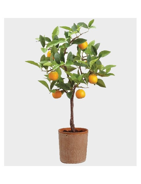 1gl Washington Navel Orange 