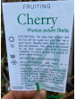 5gl Stella Cherry