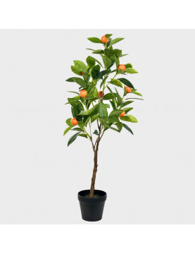 30gl Fukumoto Navel Orange 