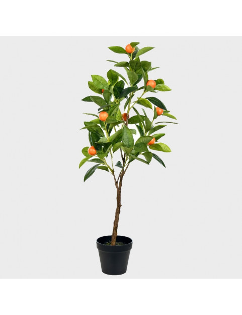 15gl Fukumoto Navel Orange 