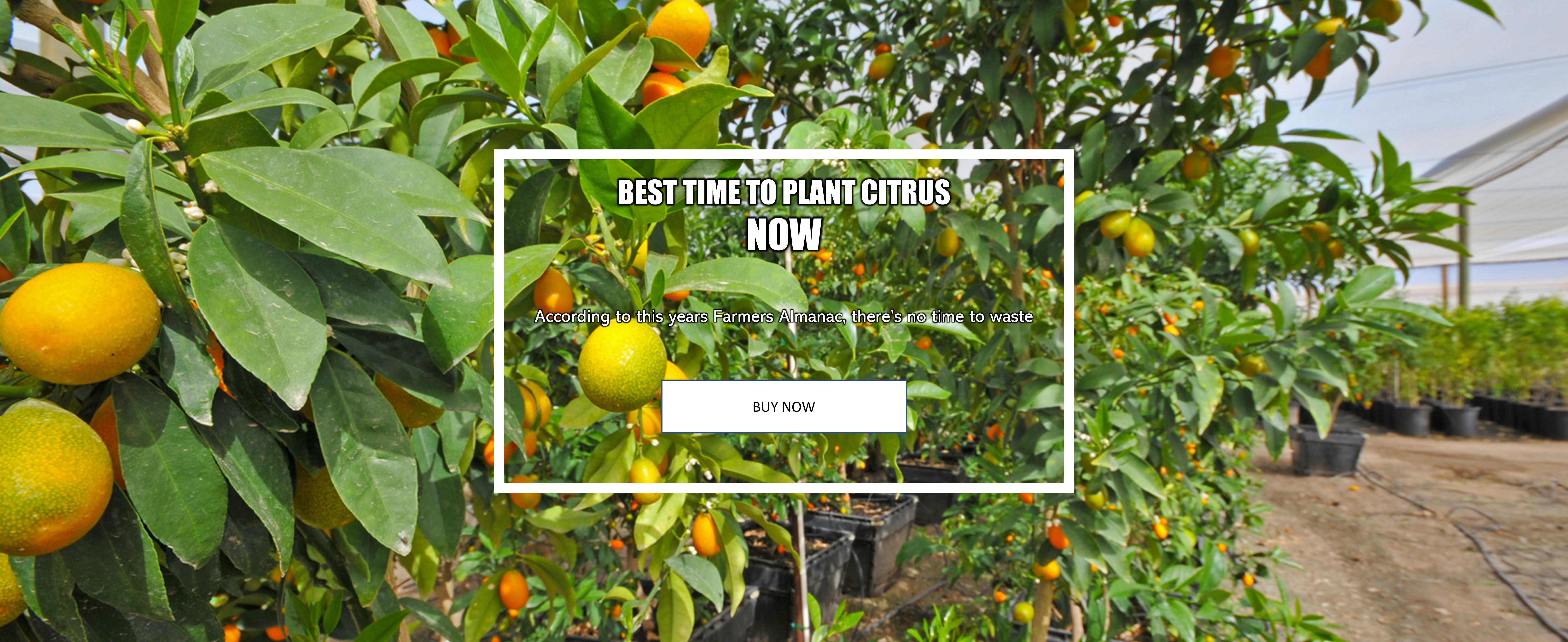 Best Time to Plant Citrus is NOW